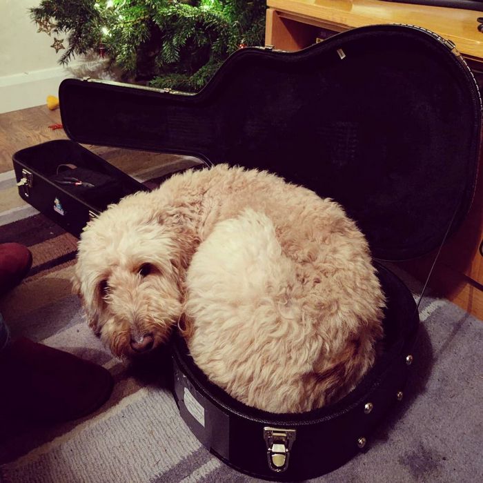 15 animais de estimação que provam que é sempre possível se encaixar 3