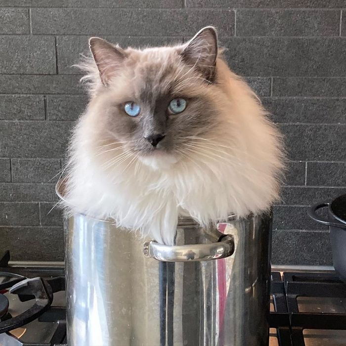 15 animais de estimação que provam que é sempre possível se encaixar 4