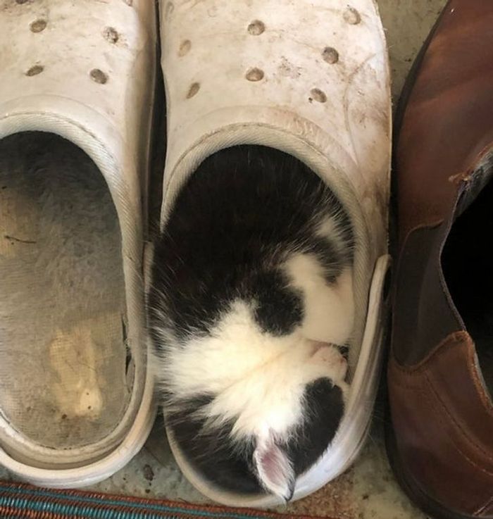 15 animais de estimação que provam que é sempre possível se encaixar 5