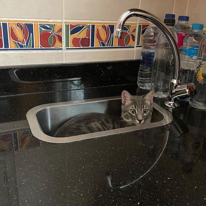 15 animais de estimação que provam que é sempre possível se encaixar 6