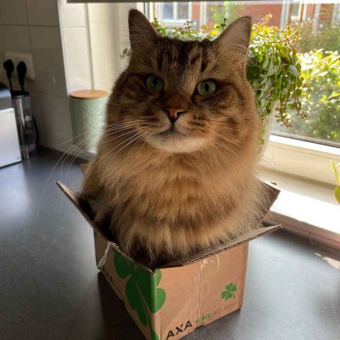 15 animais de estimação que provam que é sempre possível se encaixar 7