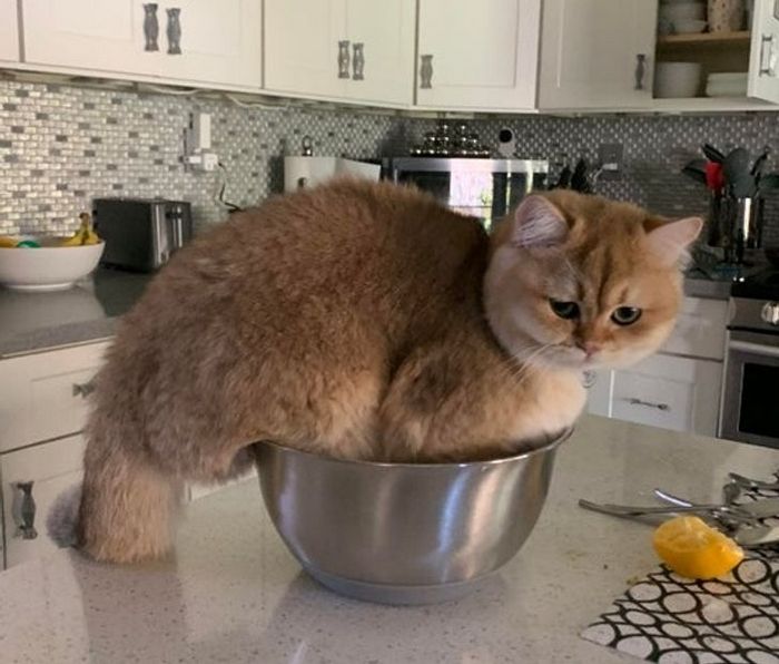 15 animais de estimação que provam que é sempre possível se encaixar 10