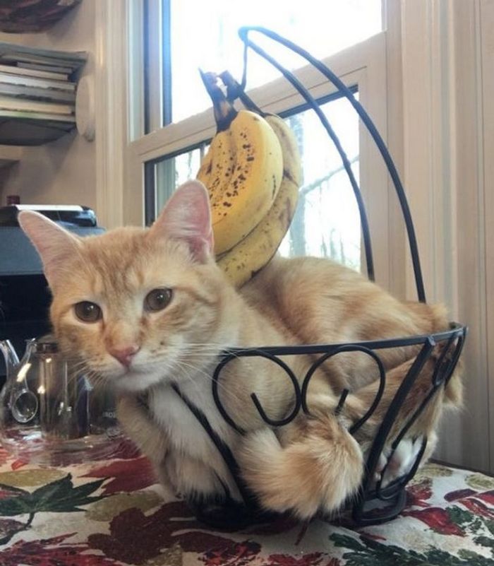 15 animais de estimação que provam que é sempre possível se encaixar 11