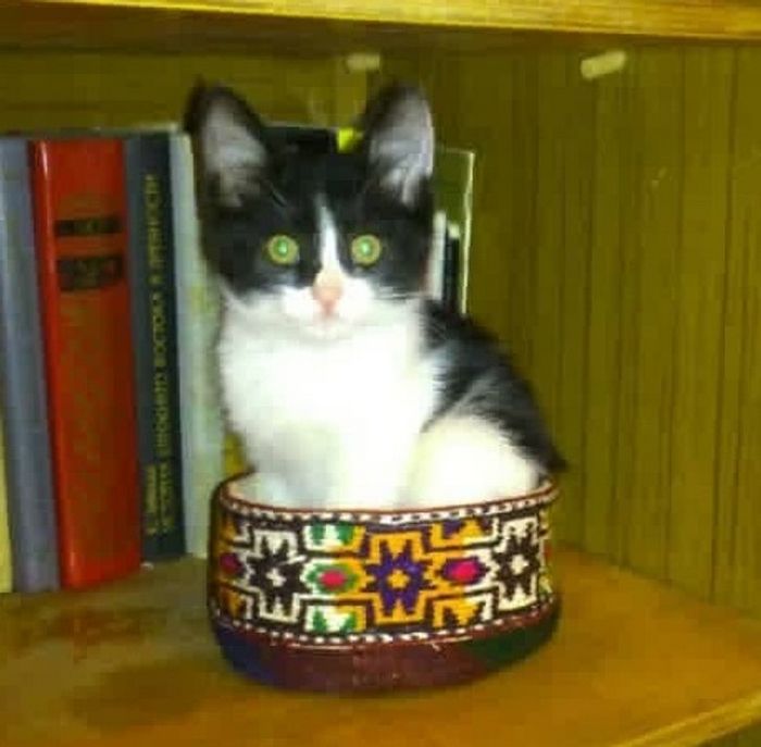 15 animais de estimação que provam que é sempre possível se encaixar 12