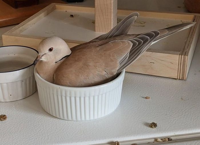 15 animais de estimação que provam que é sempre possível se encaixar 13