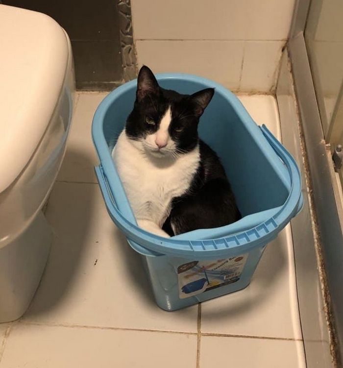 15 animais de estimação que provam que é sempre possível se encaixar 14