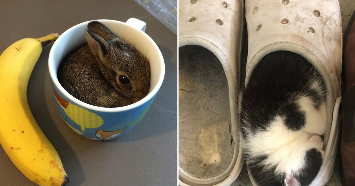 15 animais de estimação que provam que é sempre possível se encaixar