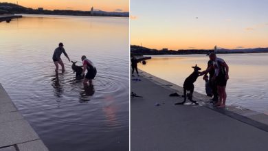 Canguru agradece rapaz por salvar sua vida 7