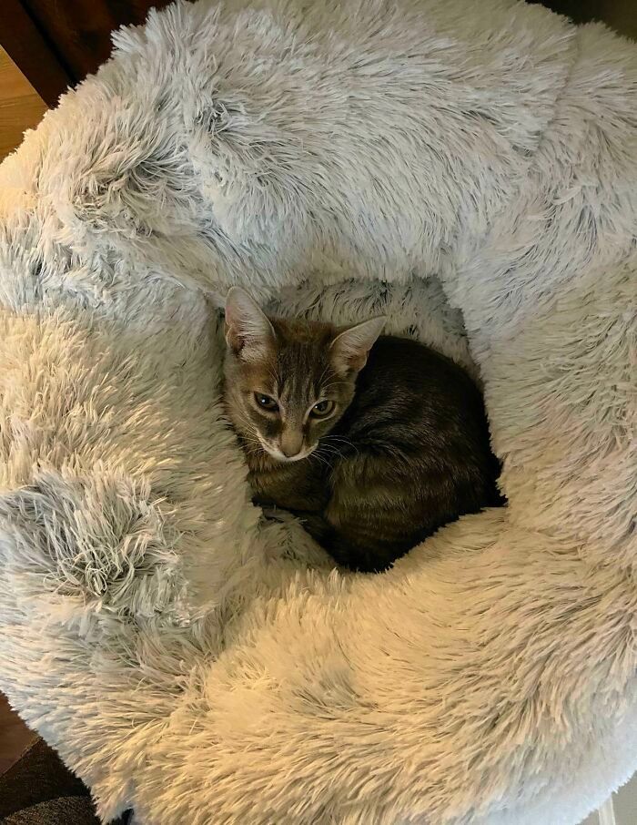 32 fotos de animal de estimação de resgate saudável para curar sua alma edição de setembro 10