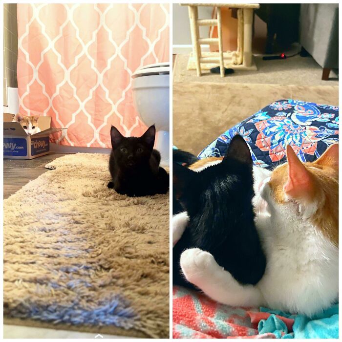 32 fotos de animal de estimação de resgate saudável para curar sua alma edição de setembro 11