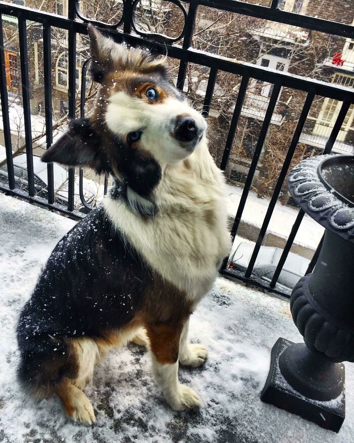 32 fotos de animal de estimação de resgate saudável para curar sua alma edição de setembro 23
