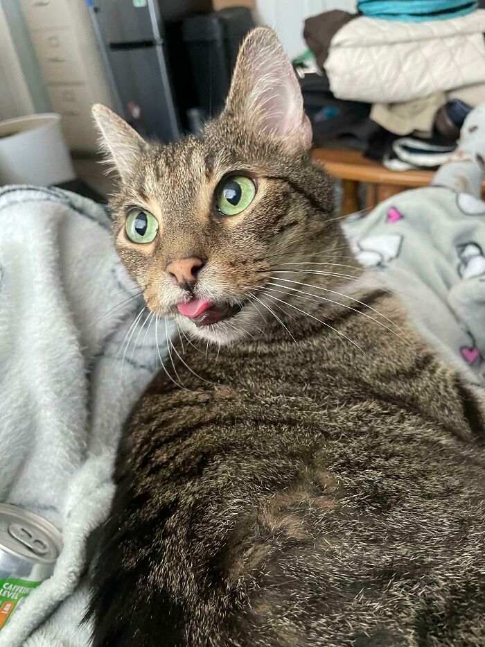 32 fotos de animal de estimação de resgate saudável para curar sua alma edição de setembro 28