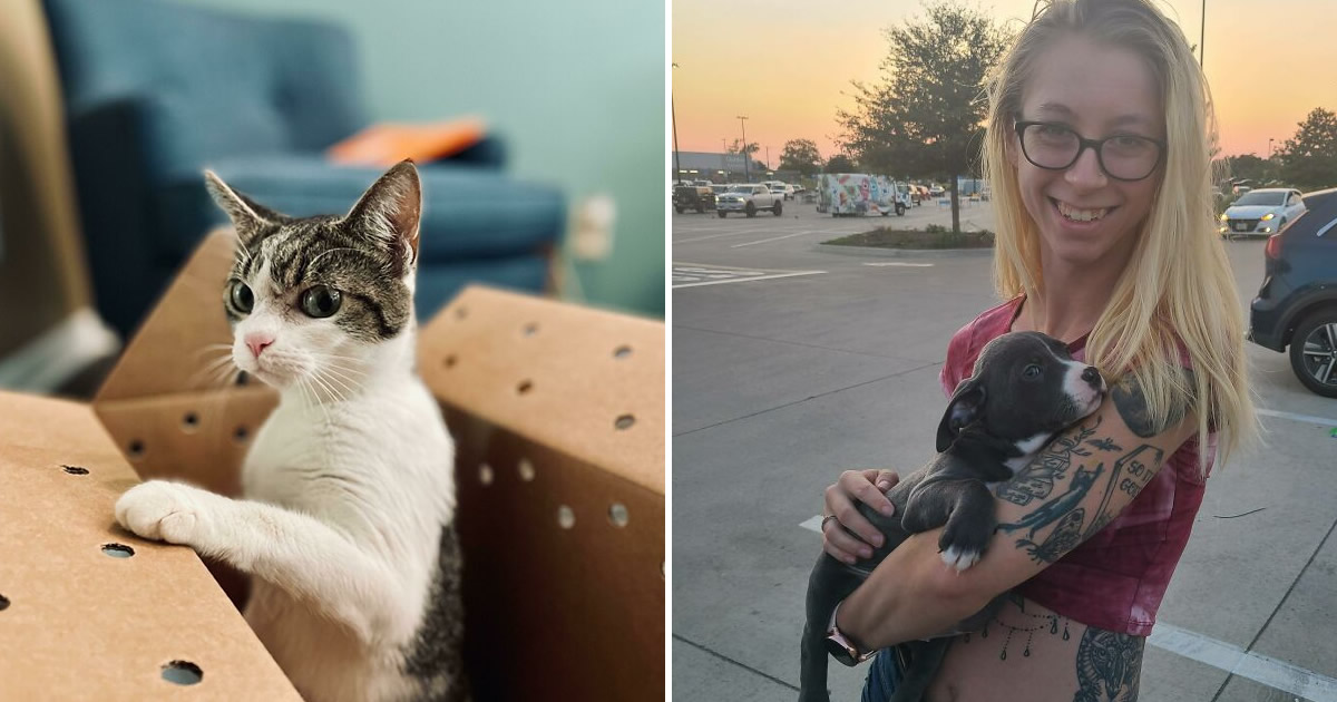 32 fotos de animal de estimação de resgate saudável para curar sua alma edição de setembro