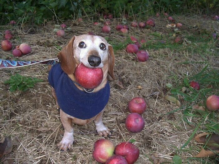 42 fotos de animais que não fazem sentido nenhum 4