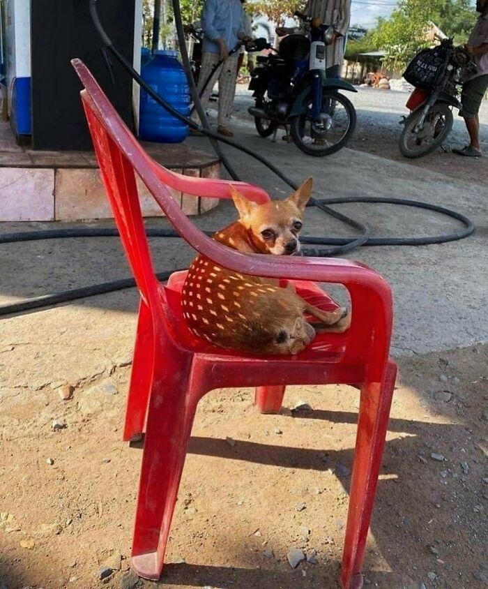42 fotos de animais que simplesmente não fazem o menor sentido 8