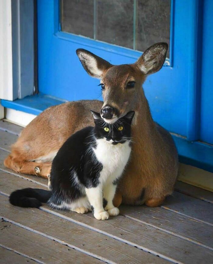 42 fotos de animais que simplesmente não fazem o menor sentido 10