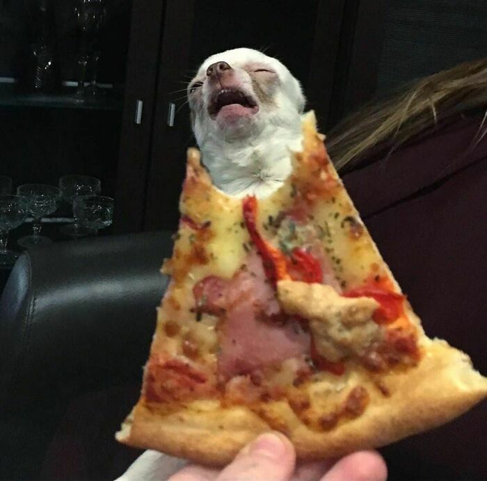 42 fotos de animais que simplesmente não fazem o menor sentido 32