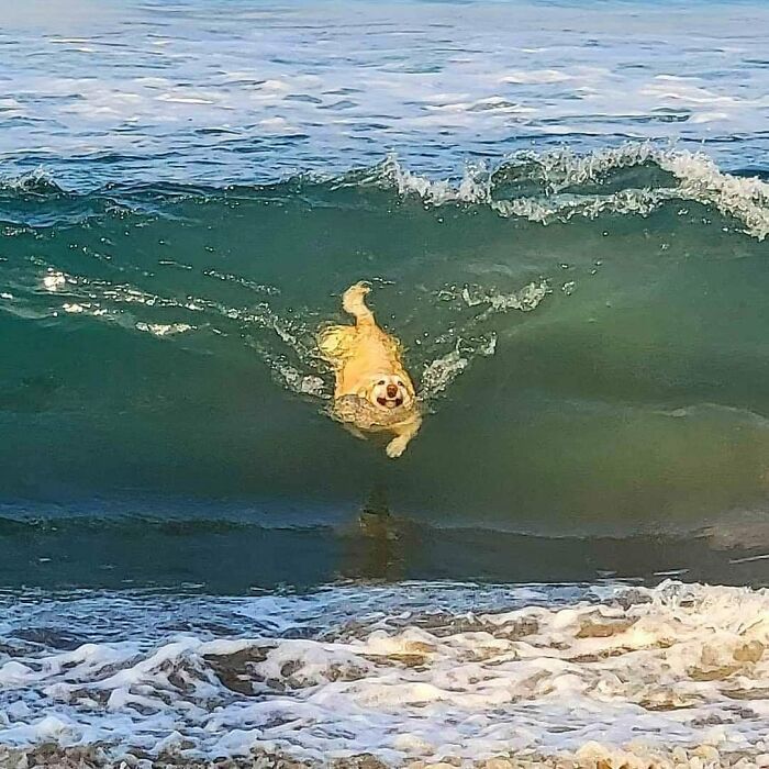 42 fotos de animais que simplesmente não fazem o menor sentido 38