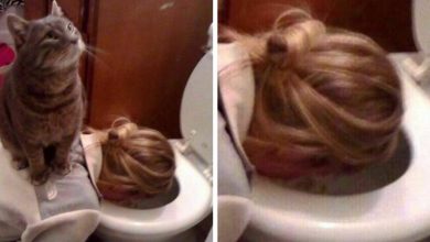 42 fotos de animais que simplesmente não fazem o menor sentido 28