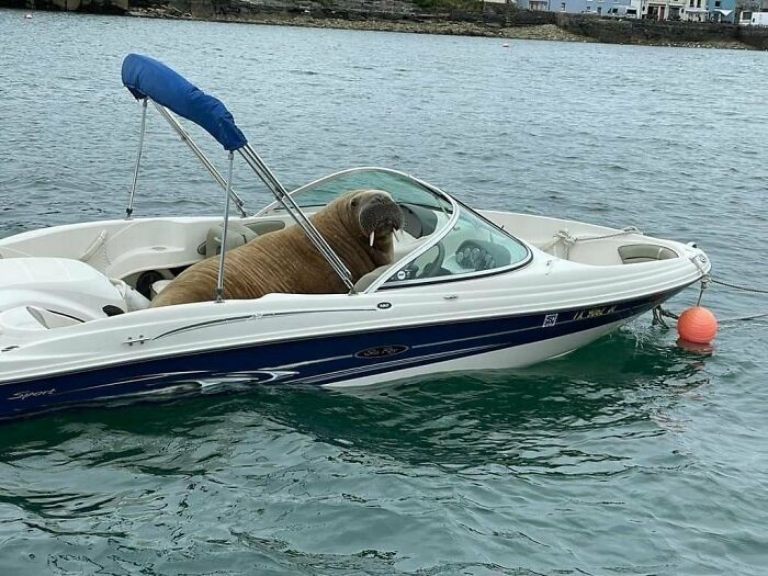 42 fotos de animais que simplesmente não fazem o menor sentido 42