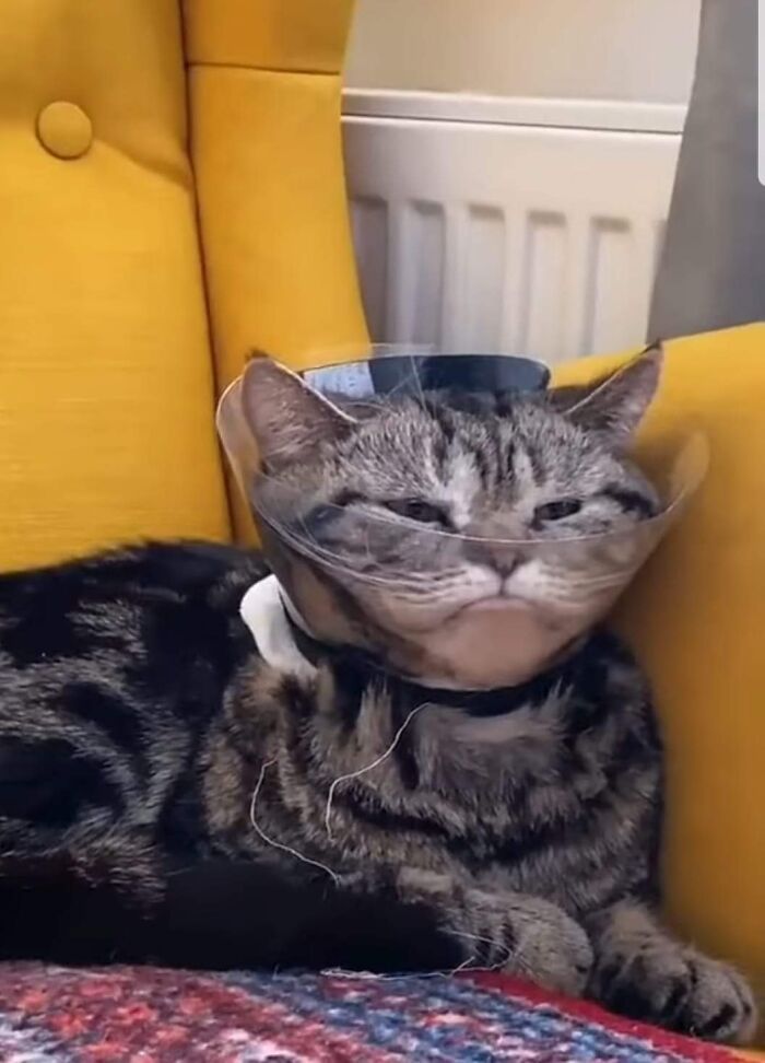 37 fotos de animais que você precisa ver 1