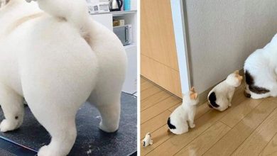 37 fotos de animais que você precisa ver 50