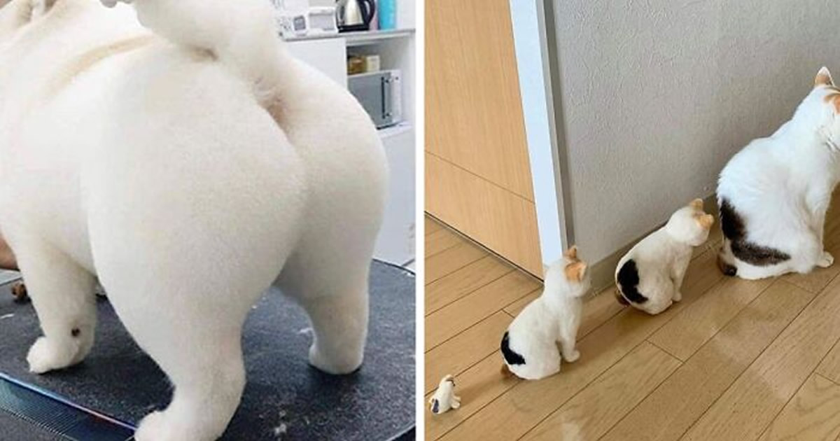 37 fotos de animais que você precisa ver
