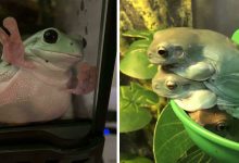 42 fotos mais engraçadas de sapo 14