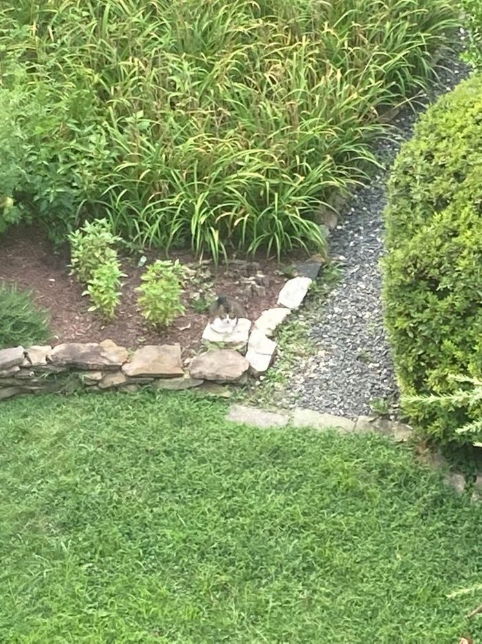 20 fotos que parecem 100% normais até você olhar mais de perto 6