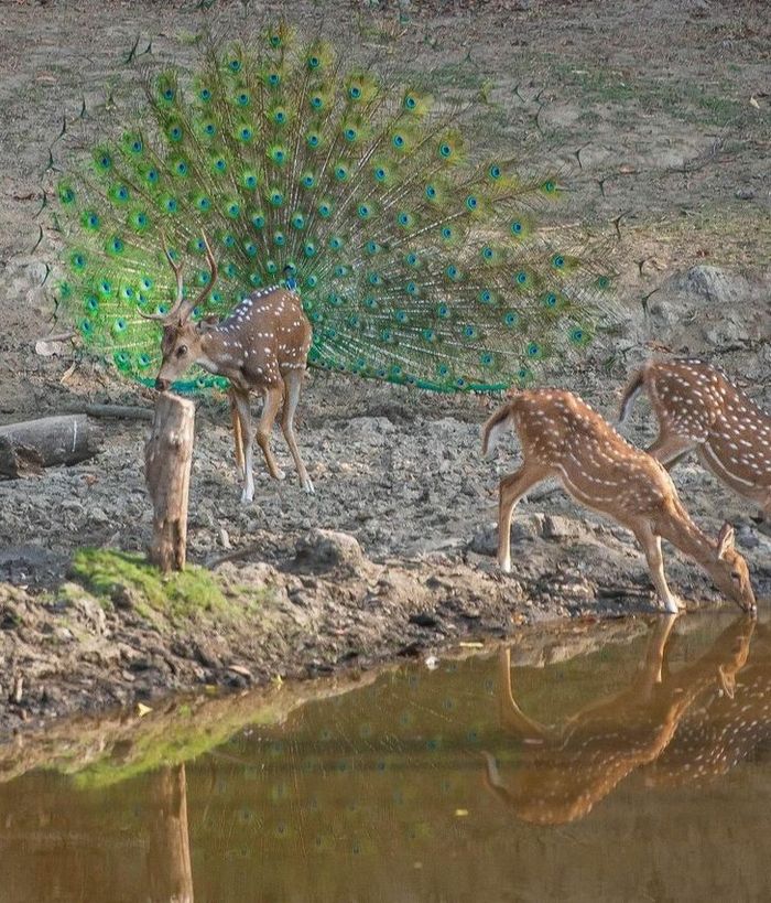 20 fotos que parecem 100% normais até você olhar mais de perto 11