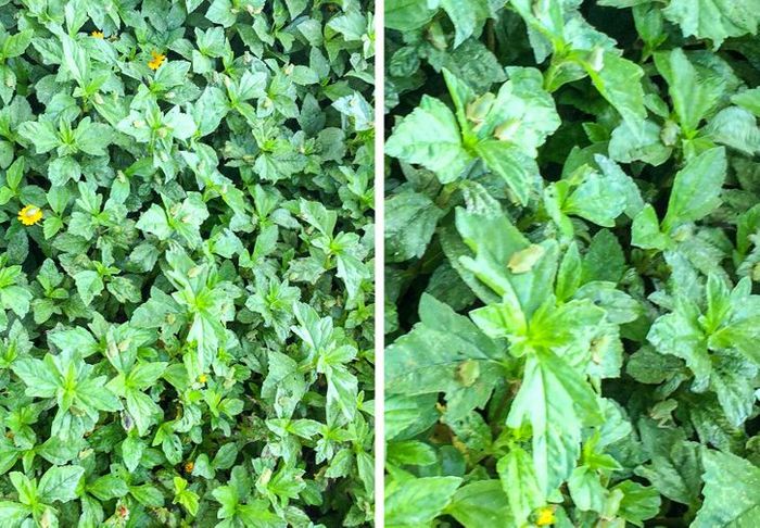 20 fotos que parecem 100% normais até você olhar mais de perto 16