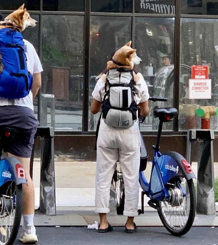 20 fotos que parecem 100% normais até você olhar mais de perto 20