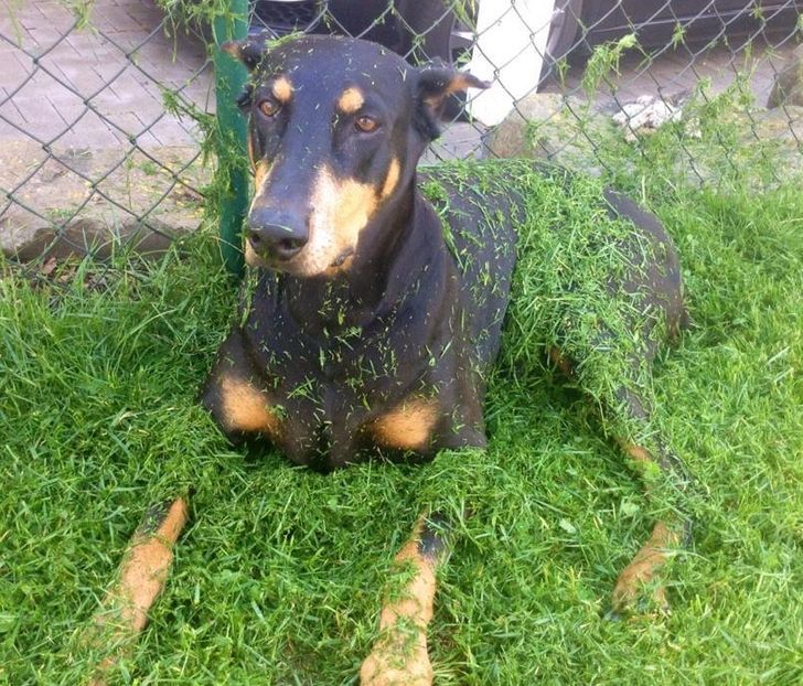 15 fotos que provam que preguiça é uma palavra de 4 pernas 1