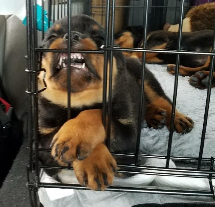 15 fotos que provam que preguiça é uma palavra de 4 pernas 2