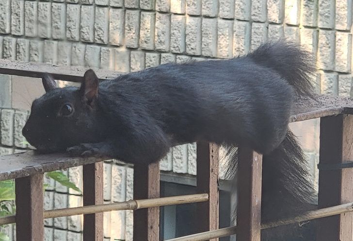 15 fotos que provam que preguiça é uma palavra de 4 pernas 3