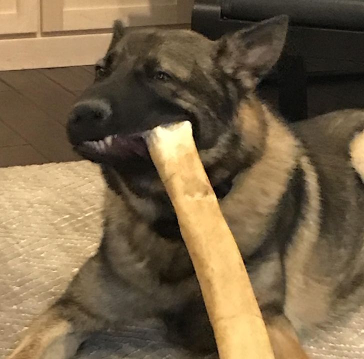 15 fotos que provam que preguiça é uma palavra de 4 pernas 4