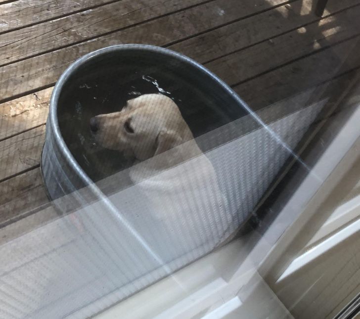 15 fotos que provam que preguiça é uma palavra de 4 pernas 5