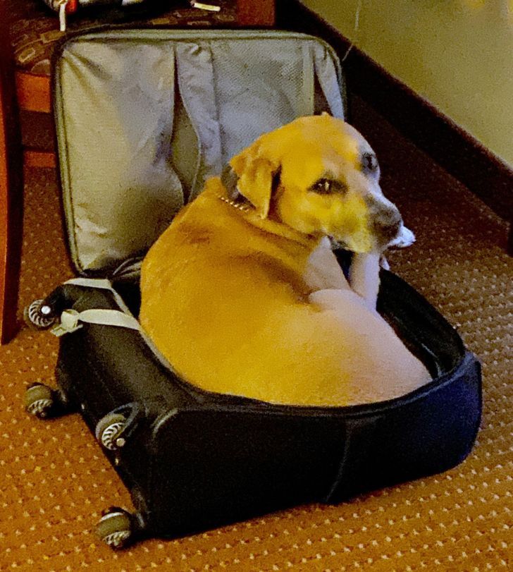 15 fotos que provam que preguiça é uma palavra de 4 pernas 8