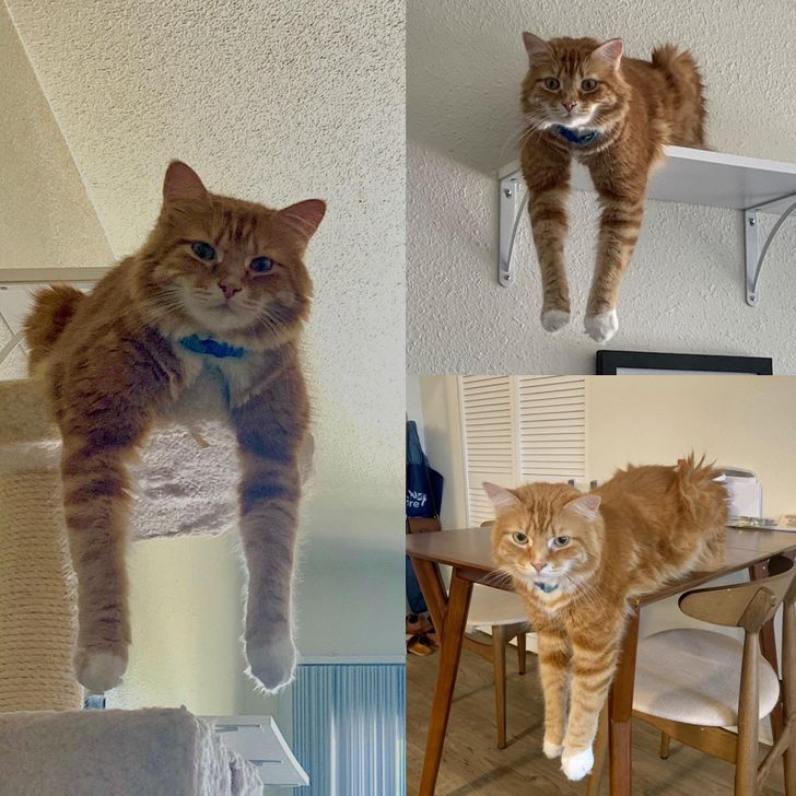 15 fotos que provam que preguiça é uma palavra de 4 pernas 9