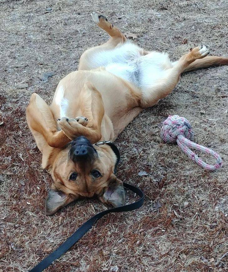 15 fotos que provam que preguiça é uma palavra de 4 pernas 11