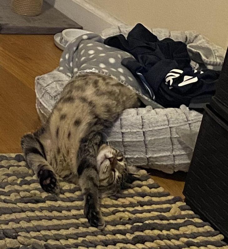 15 fotos que provam que preguiça é uma palavra de 4 pernas 12