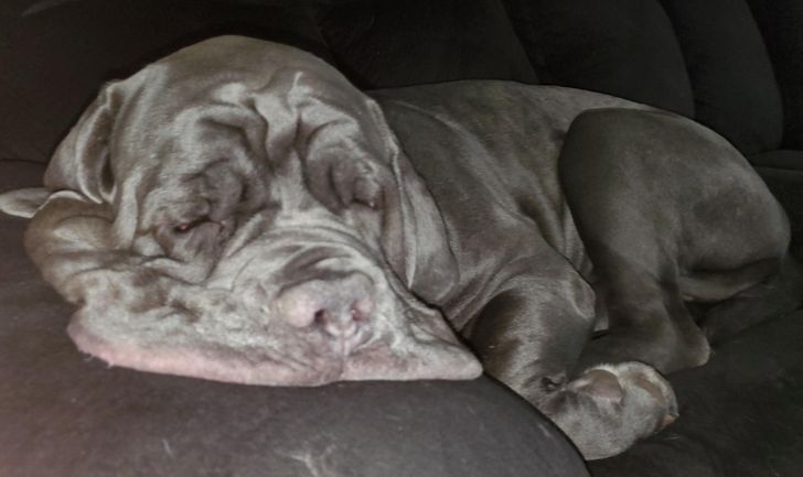 15 fotos que provam que preguiça é uma palavra de 4 pernas 13