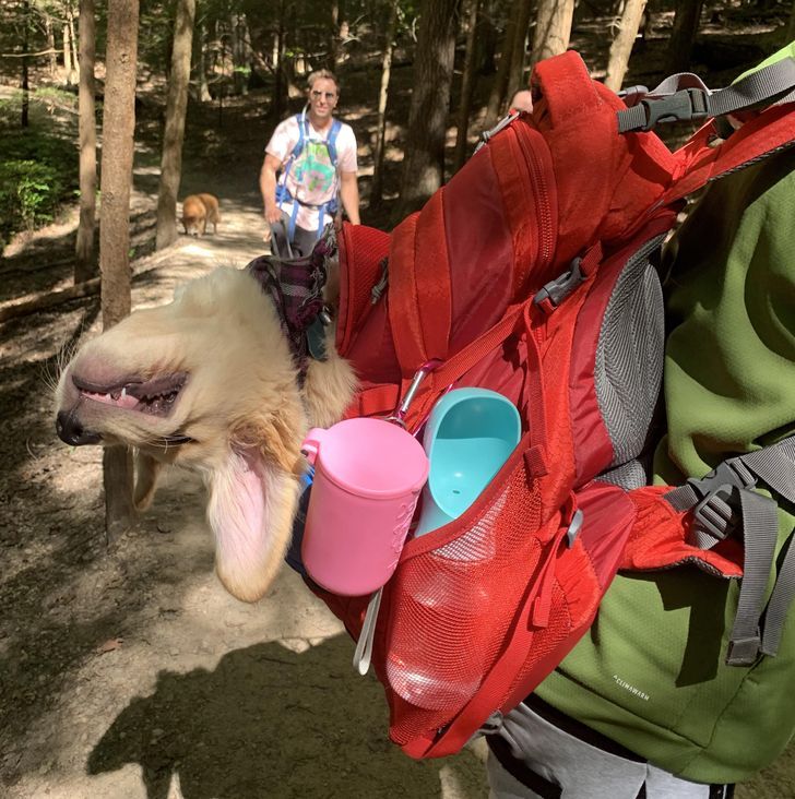 15 fotos que provam que preguiça é uma palavra de 4 pernas 14