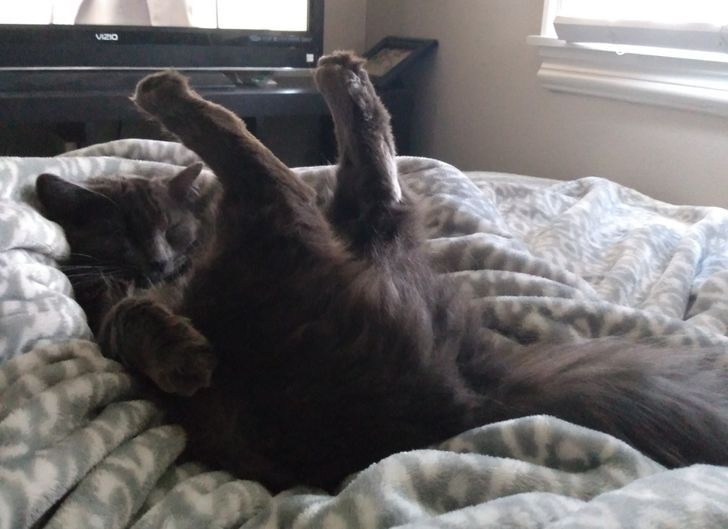 15 fotos que provam que preguiça é uma palavra de 4 pernas 15