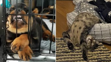 15 fotos que provam que preguiça é uma palavra de 4 pernas 8