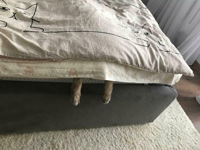 31 gatos aventureiros que se escondem nos lugares mais inusitados! 2