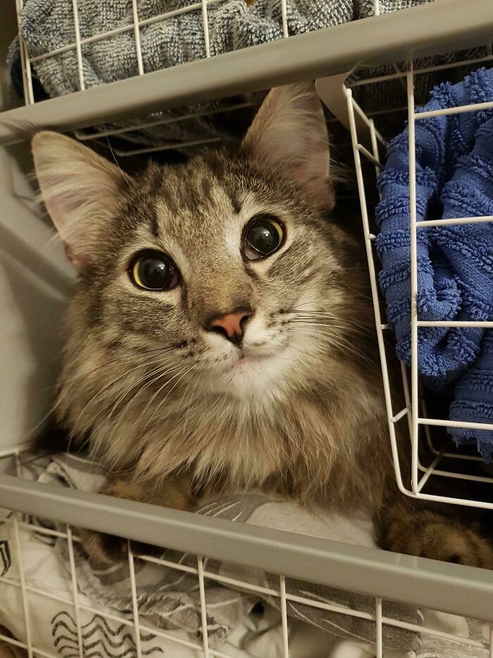 31 gatos aventureiros que se escondem nos lugares mais inusitados! 3