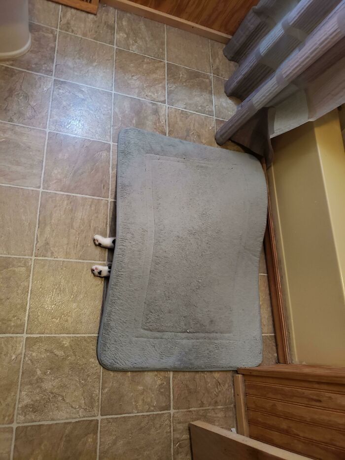 31 gatos aventureiros que se escondem nos lugares mais inusitados! 4