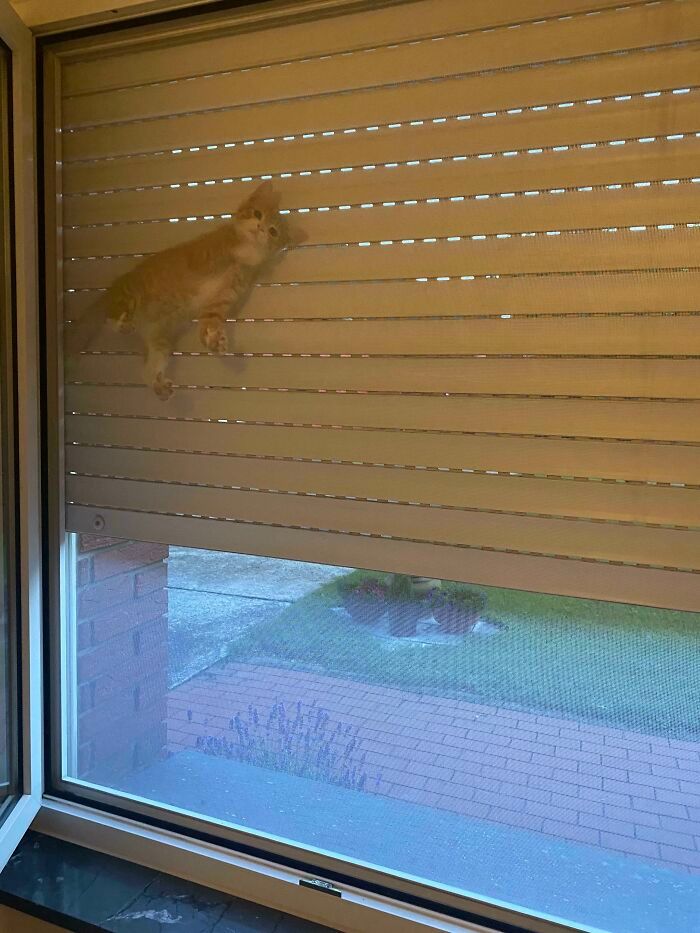 31 gatos aventureiros que se escondem nos lugares mais inusitados! 12