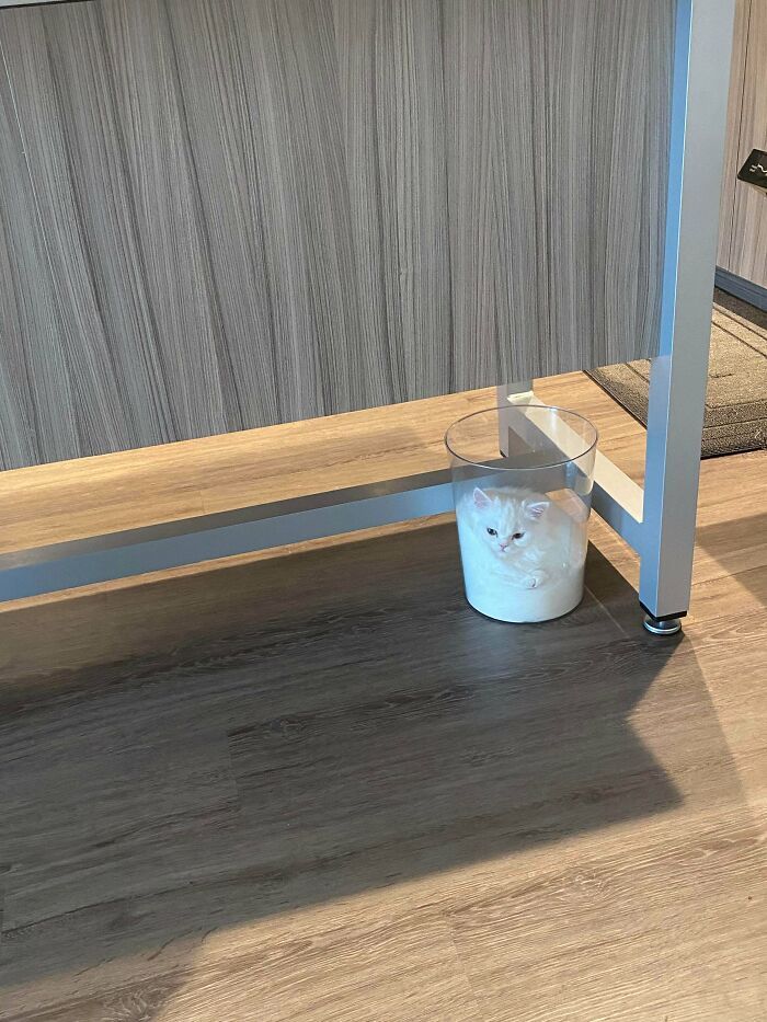 31 gatos aventureiros que se escondem nos lugares mais inusitados! 13